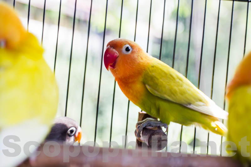 LoveBird-Pasar Burung Malang-8924