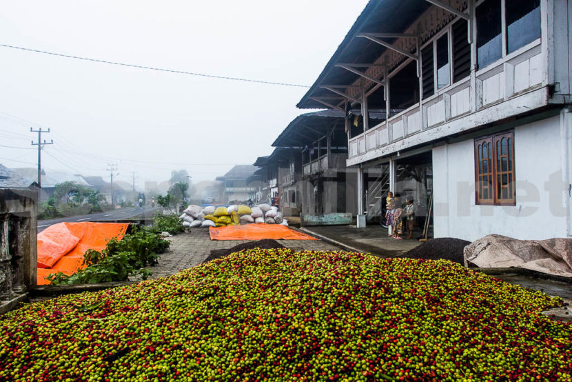 Kopi dan liwa